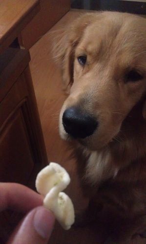 金毛幼犬不吃东西呕吐怎么办