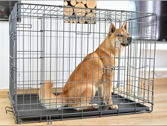 训练狗喜欢笼