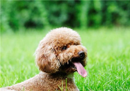 成犬泰迪如何训练大小便