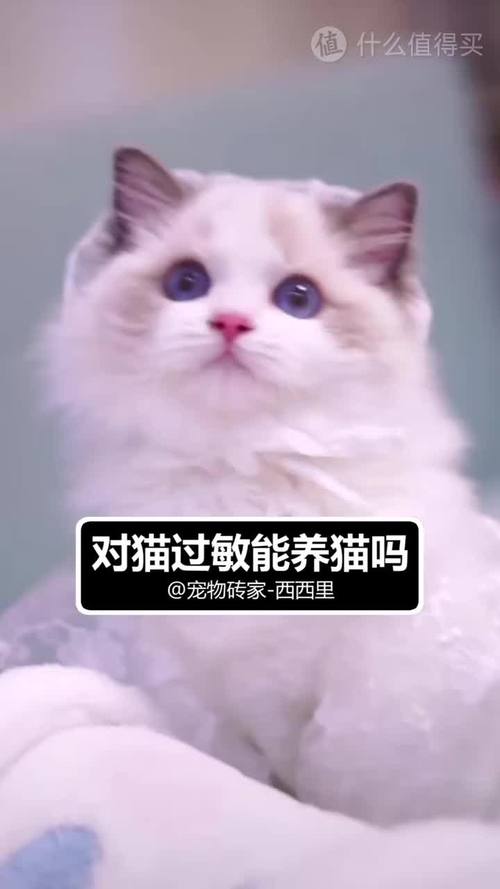 什么东西可以缓解对猫过敏