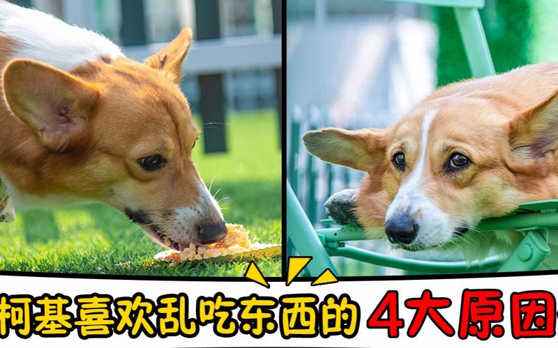 狗乱吃东西缺什么原因