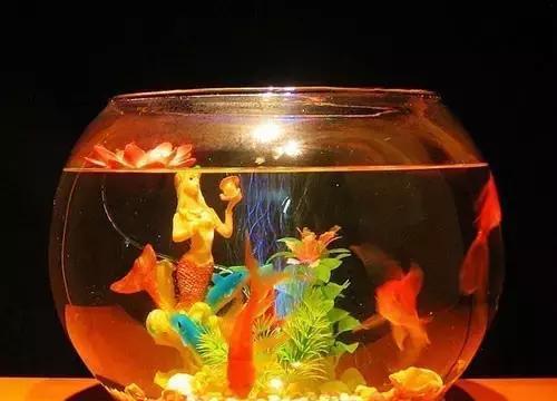 鱼缸养鱼用什么东西喂