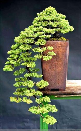 盆景栽培大全欣赏