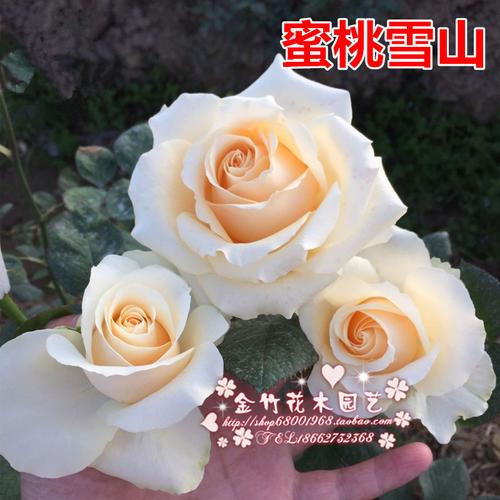 蜜桃雪山的栽培技术