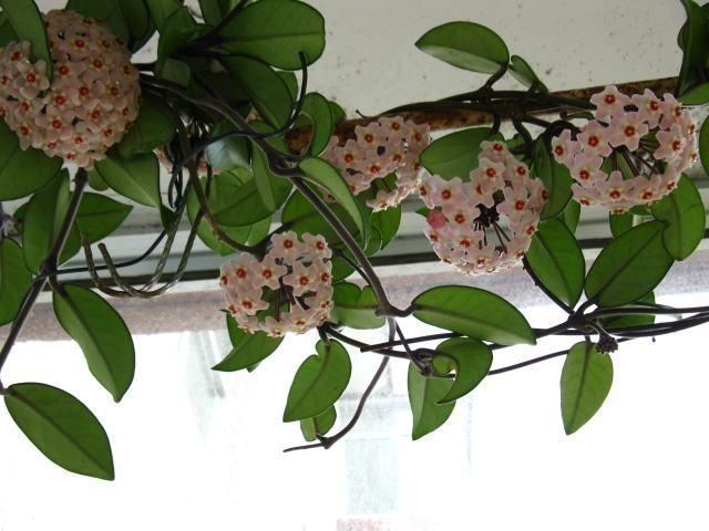 球兰花怎样栽培