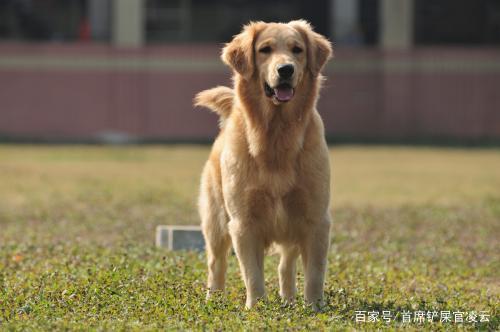 怎么训练金毛狗站起来