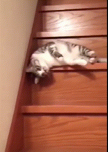 怎么训练猫滚