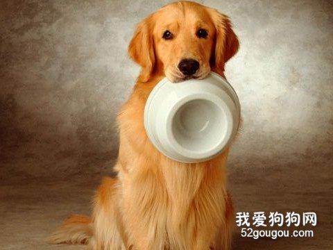金毛为什么总是要吃的东西怎么办