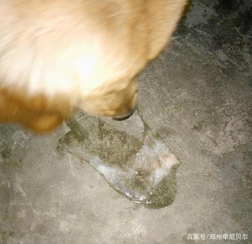 狗狗经常呕吐不吃东西怎么办