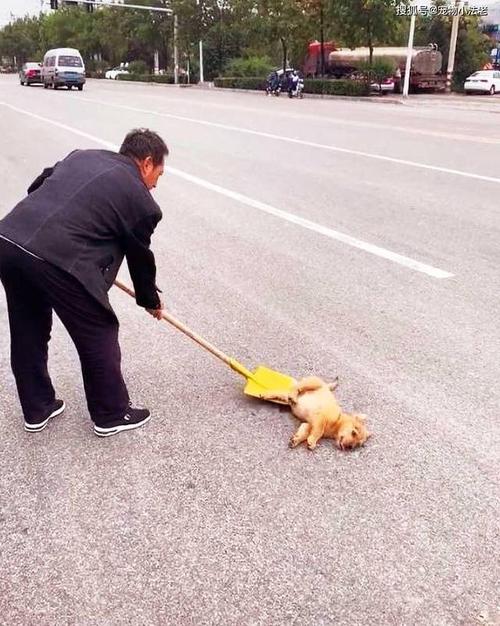 狗狗被车撞了吃什么东西怎么办