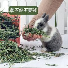 如何训练兔子吃干草