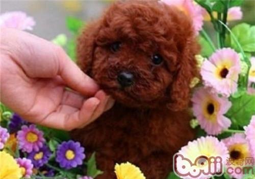 怎样训练泰迪狗狗握手