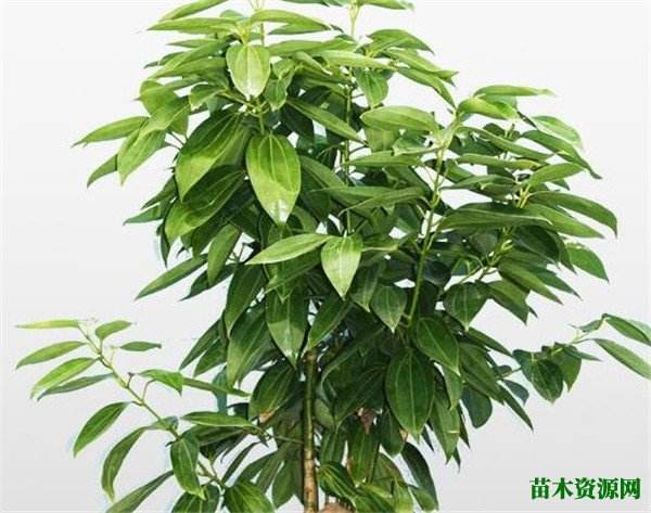 平安树的栽培方法