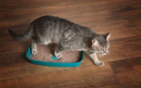 猫可以训练哪些内容