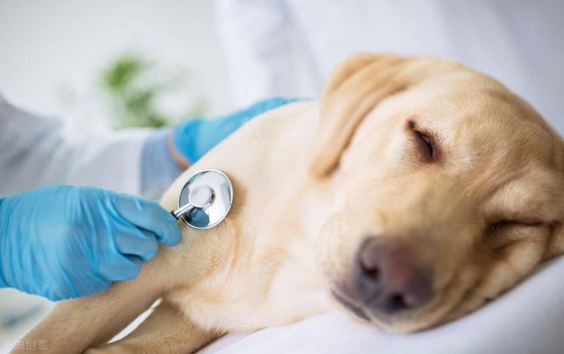 犬瘟本来吃东西打针后不吃东西了
