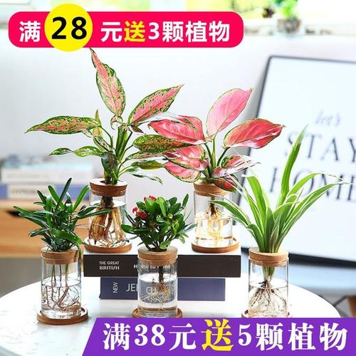 室内植物栽培与养护