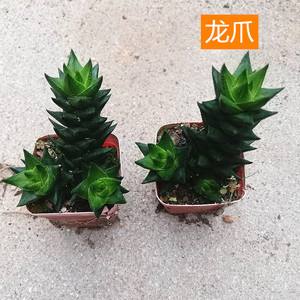 龙爪的养殖与注意事项