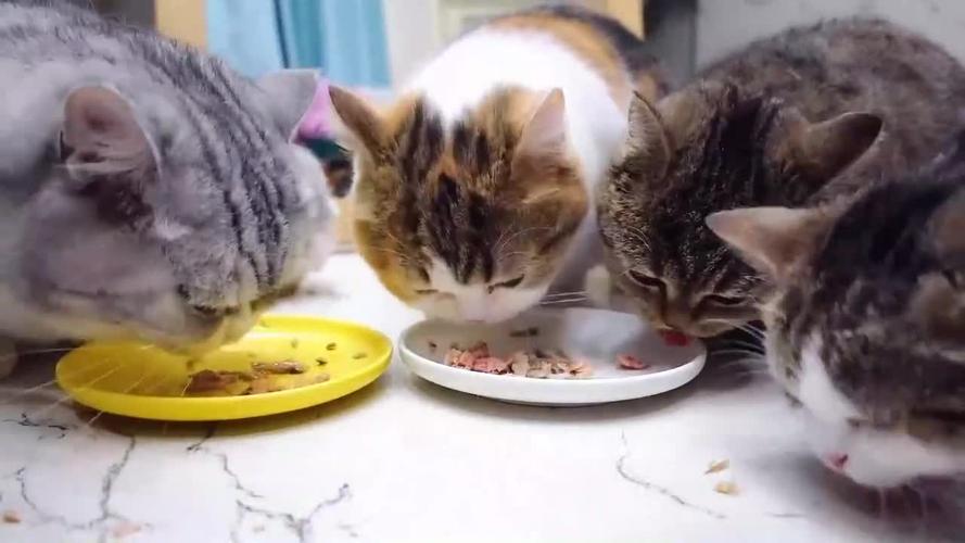 猫咪一直吃东西怎么办