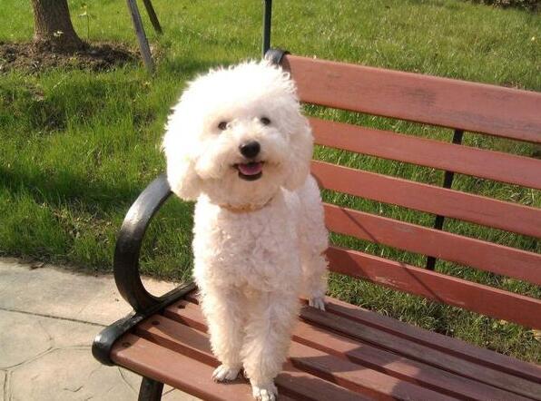 比熊犬怎么训练在外面大小便