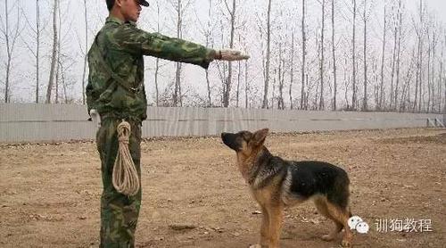 训练狗后退的手势