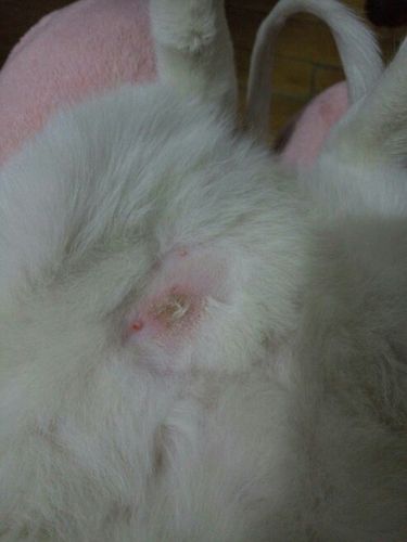 猫猫皮肤长东西怎么办