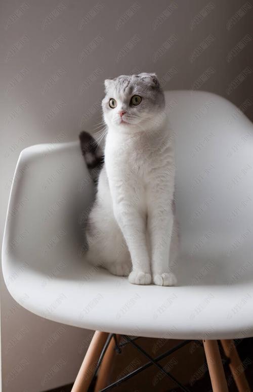 如何训练猫坐