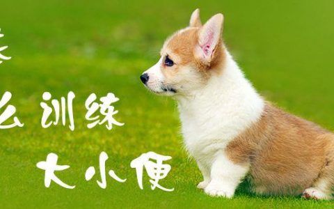 成年狗大小便怎么训练