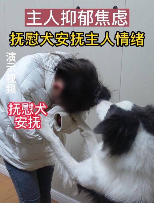 精神抚慰犬的训练