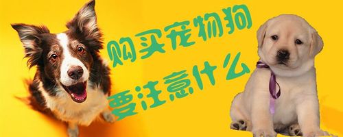 买狗时应该注意什么东西