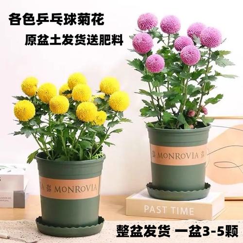 木本花卉栽培技术