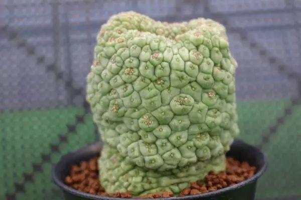 佛头玉 栽培