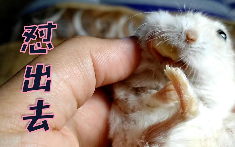 怎么让仓鼠吐东西