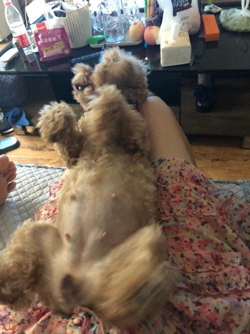 狗怀孕了不想吃东西怎么办
