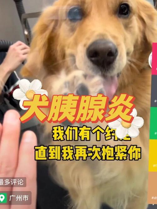 狗狗胰腺炎以后不吃东西