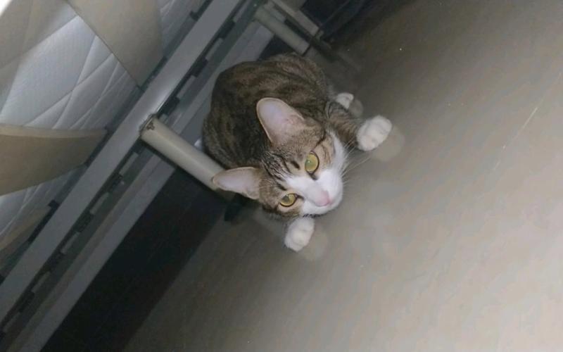 怎么训练猫不钻床底
