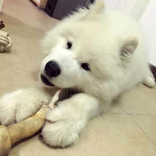 萨摩耶幼犬爱咬东西