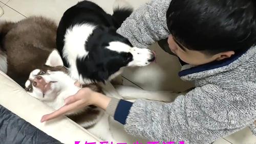 如何训练边牧咬人