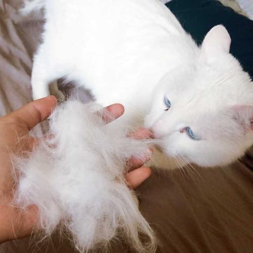 用猫自己的毛做东西是怎么回事