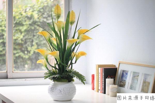 马蹄莲如何栽培
