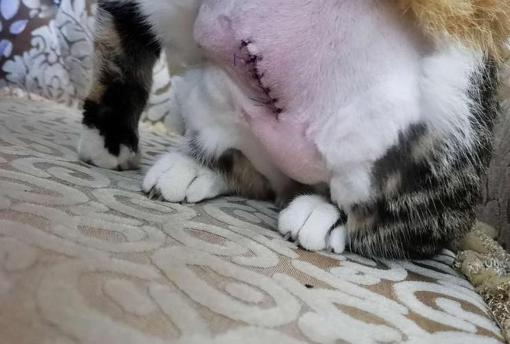 猫绝育后吃东西