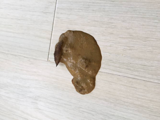 大狗不吃东西还吐拉稀怎么办
