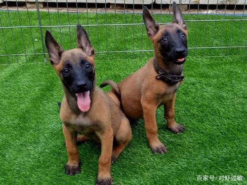 马犬跳跃训练方法