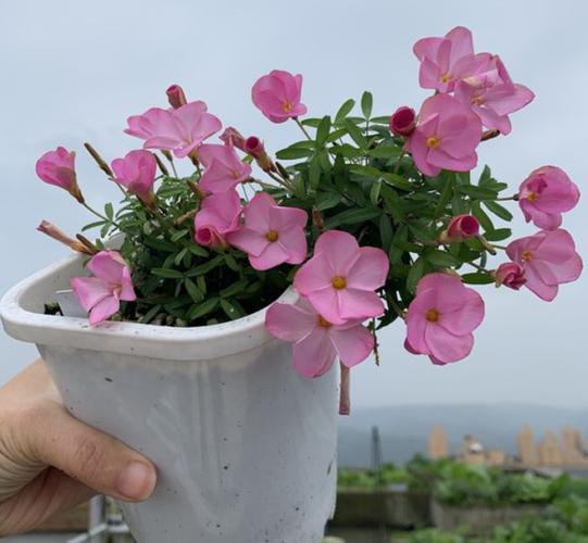 ?m浆草的栽培