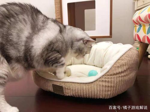 如何训练折耳猫抓家具