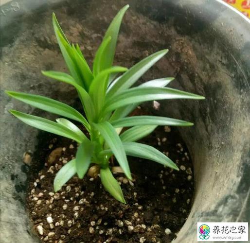 白合花适合如何栽培