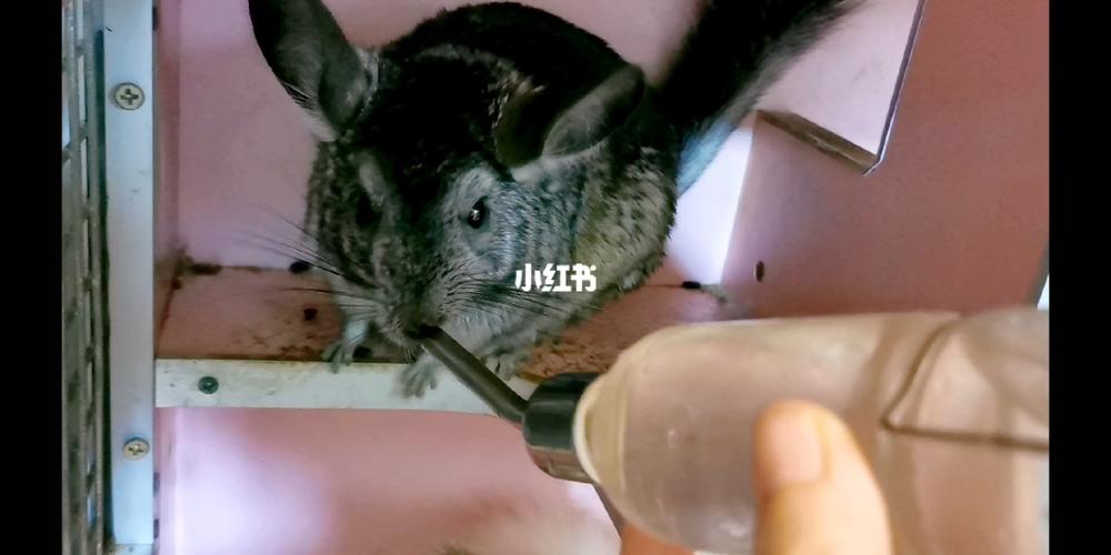 龙猫不吃东西总喝水怎么办