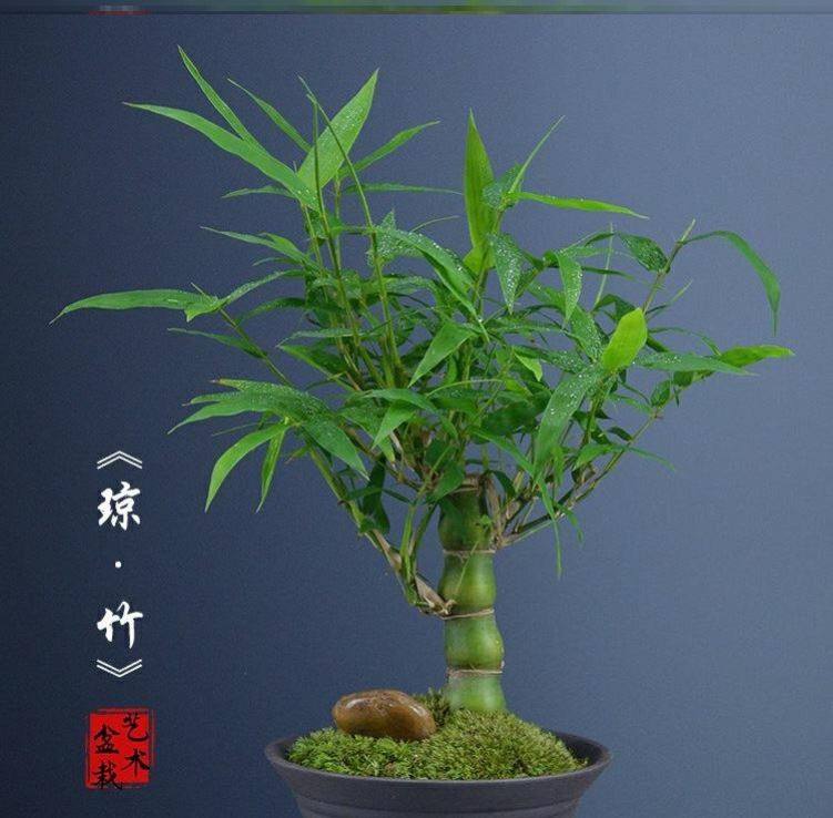 盆栽竹子的注意事项