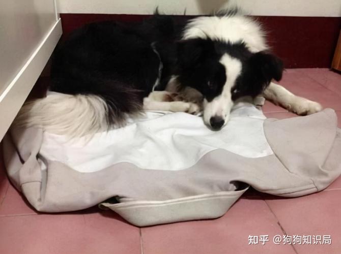 边牧狗产后呕吐不吃东西