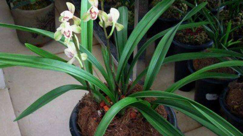 建兰种植方法