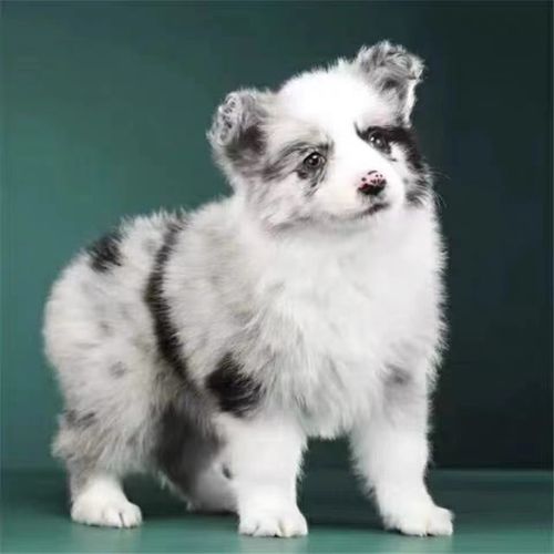 边牧犬怎样训练会放羊